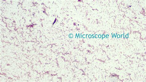 Microscope World Blog: Bacteria Under the Microscope with Different Objective Lenses