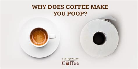 Why Does Coffee Makes You Poop - The World's Best Laxative - Best Quality Coffee