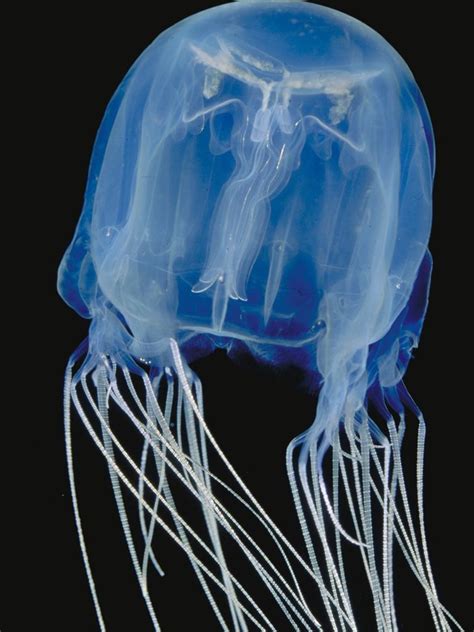 Antidote to Australian box jellyfish venom identified | Daily Telegraph