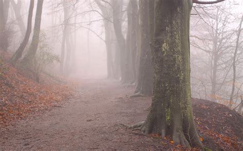 Foggy forest path wallpaper - Nature wallpapers - #39937