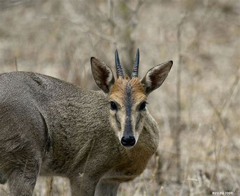 Common Duiker (Sylvicapra grimmia) | South african animals, Africa animals, African animals