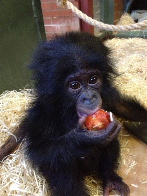 Baby Chimpanzee Eating an Apple | Baby chimpanzee, Cute baby animals, Cute animal pictures