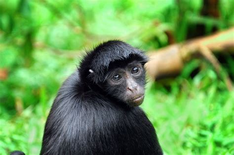 Black Spider Monkey Facts, Habitat, Diet, Life Cycle, Baby, Pictures