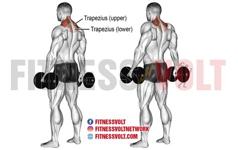 Benefits and Kinds of Dumbbell Shrugs - Crossfit BloggerCrossfit Blogger