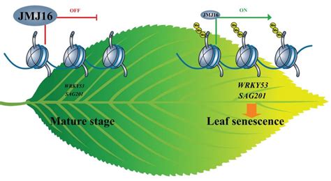 Scientists reveal a new mechanism of epigenetic regulation of plant ...