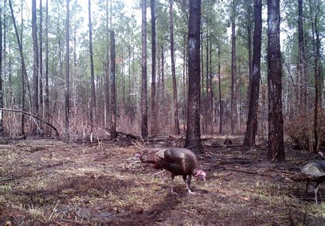 Wild Turkey Biology and Habitat Management | Panhandle Outdoors