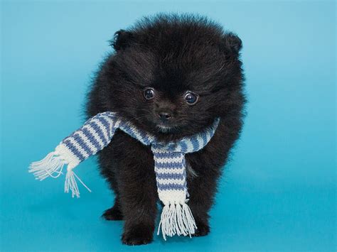 8 Facts About the True Black Pomeranian | UKPets