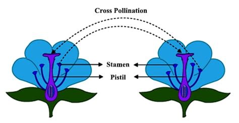 Significance of Cross-pollination - QS Study