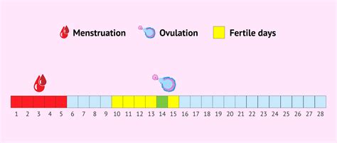 When are a woman´s fertile days?