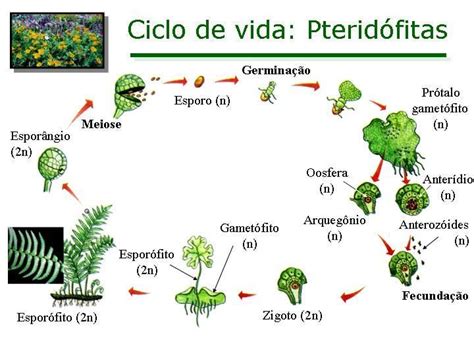 Pteridófitas - Estrutura - Reprodução - Ciclo de Vida - Biologia