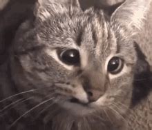 Crazy Eyes Cat Cat Fun GIF - Crazy Eyes Cat Cat Fun Fun Cat - Discover & Share GIFs