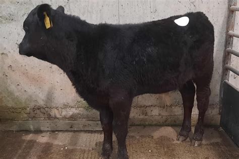 Good prices for calves at Downpatrick Mart, an Aberdeen Angus bull calf ...