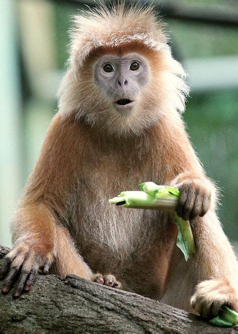 27+ List Different Types of Monkeys Facts and Information | Animals