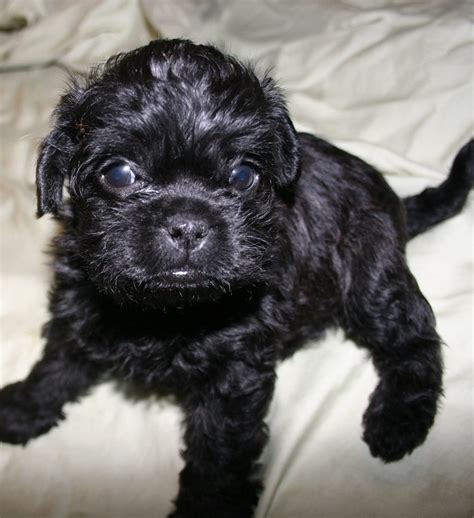 Pugapoo (Pug-Poodle Mix) Info, Temperament, Puppies, Training, Pictures