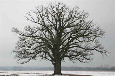 Winter Tree Care Tips - Full Circle Tree & Shrub