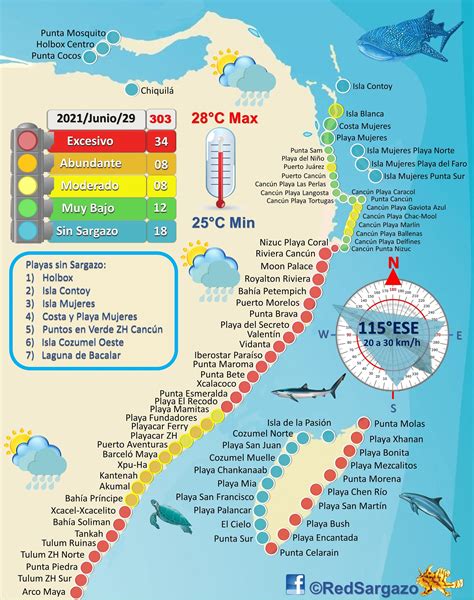 Update on Sargassum Seaweed Affecting Mexico's Beaches - Journey Mexico