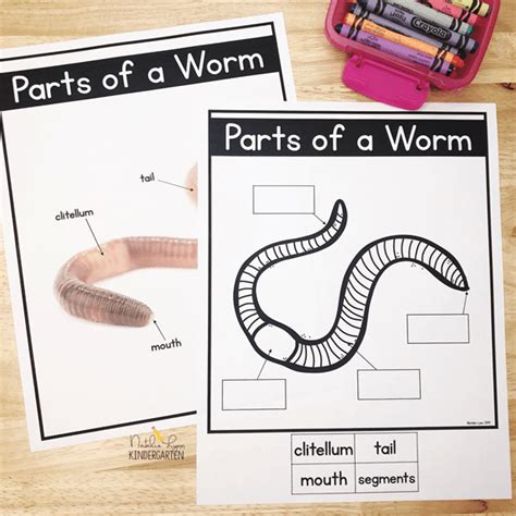 Try These Free Earthworm Activities with Your Class Today! - Natalie Lynn Kindergarten | Worms ...