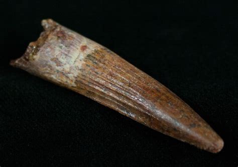 1.95" Juvenile Spinosaurus Tooth For Sale (#10485) - FossilEra.com