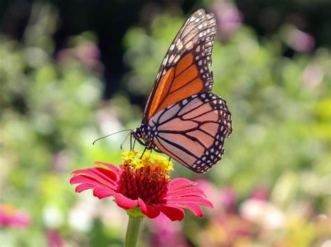 Florida Butterfly Gardening - UF/IFAS Extension Orange County