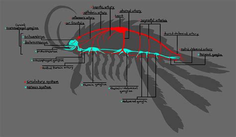 Laura Weimer - Imaginary Isopod Anatomy Breakdown