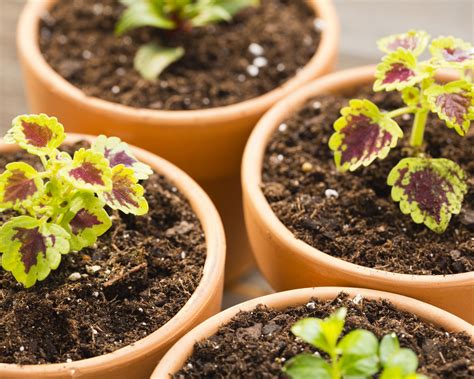 Coleus propagation: how to get more plants | Gardeningetc