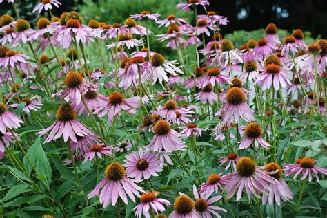 How to Grow Purple Coneflower (Echinacea), a Native Plant - Dengarden