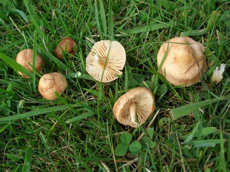 Fairy Ring Mushrooms - MUSHROOM TABLE