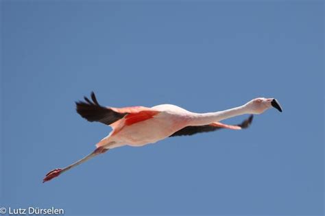 Andean Flamingo photo: Bird flying | the Internet Bird Collection ...