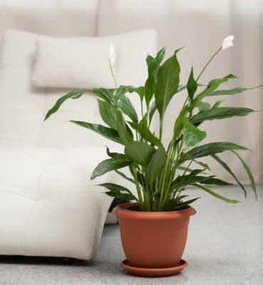 How To Water Peace Lilies - 3 Essential Tips - Smart Garden Guide