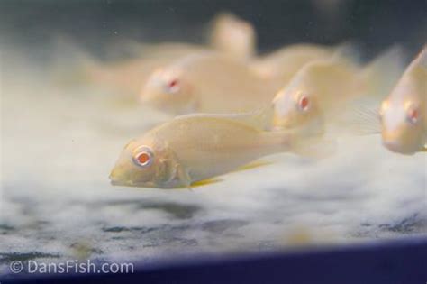 Albino Red Head Tapajos Geophagus (Geophagus pyrocephalus) - Dan's Fish