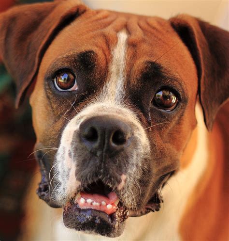 Boxer Dog Breed Information Center: A Complete Guide