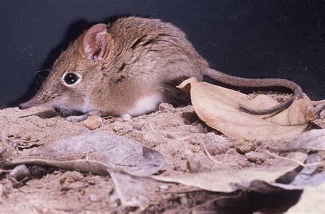 Eastern Rock Elephant Shrew - Elephantulus Myurus - South Africa