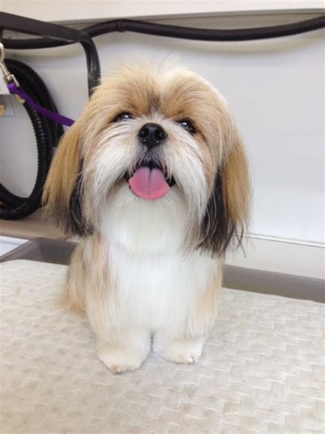 Lhasa Apso dog grooming by Angela’s Pet Styling Mobile Grooming Salon ...