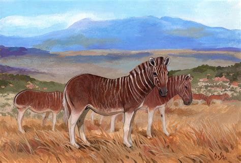 Equus quagga quagga by OrsoMoretti on DeviantArt