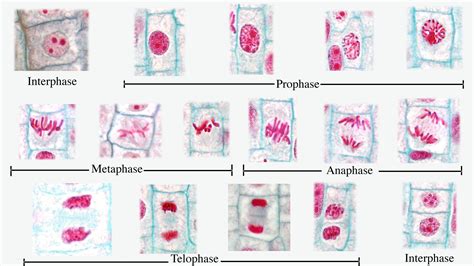 Composite Of All Stages Of Mitosis In Onion Root Tip Labeled Uwdc | My ...