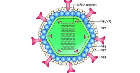 Rotavirus : Classification, Structure, composition and properties - www ...