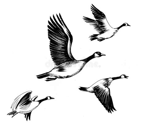 Flying Goose Clipart Black And White