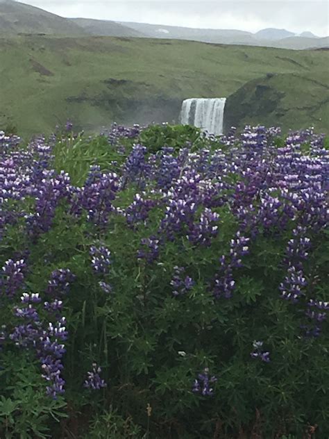 Lupine in Iceland | Iceland, Plants, Places