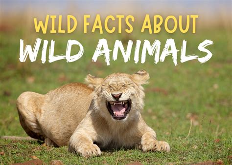 Wild Facts About Wild Animals - Terrebonne Parish Library System