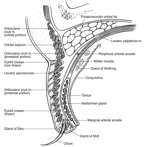 Anatomy Of Eye Lid (With images) | Anatomy, Eye health, Anatomy images