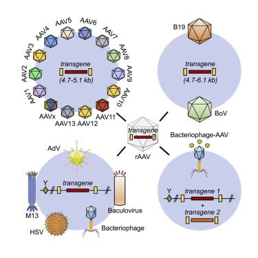 Best of most possible worlds: Hybrid gene therapy vectors based on ...