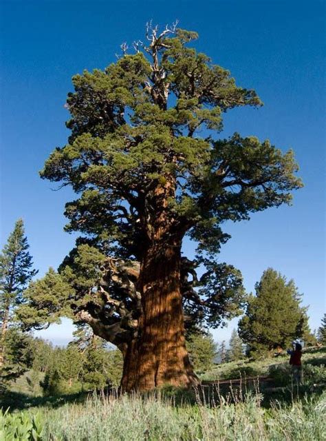 The Bennett Juniper is a 3,000 to 6,000 yr old Western Juniper (J ...