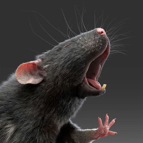 Rat 3d Model Free