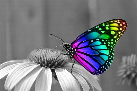 🔥 Download Butterfly Desktop Wallpaper Top by @ericag | Desktop Backgrounds Butterflies ...