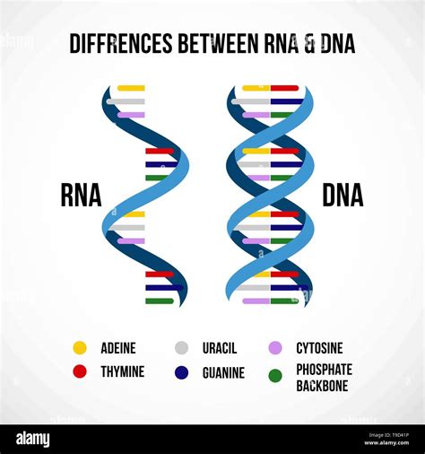 Difference Between Dna And Rna Structures