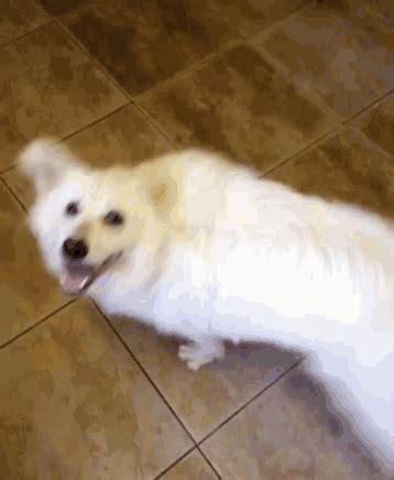 Dogs Happy GIF - Dogs Happy - Discover & Share GIFs