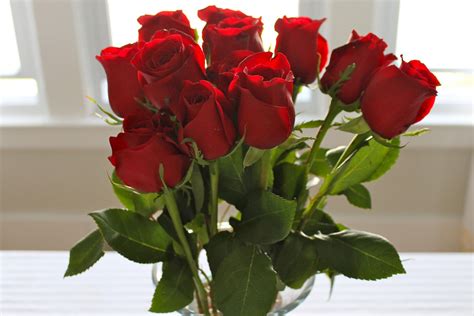 اجمل صورة وردة , ورود حمراء جميلة - روعه | Red rose pictures, Red rose ...