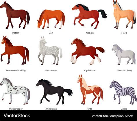 Horses breeds horse farm breeding for horseback Vector Image