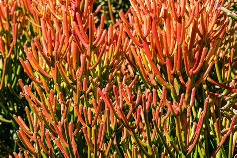 20 Types of Red Succulents (With Pictures) | House Grail