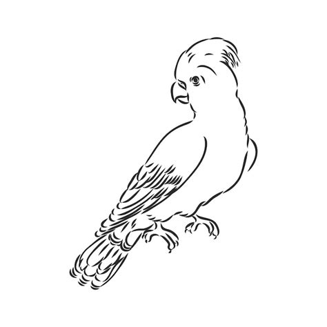 Premium Vector | Vector illustration with parrot in black and white colors parrot vector sketch